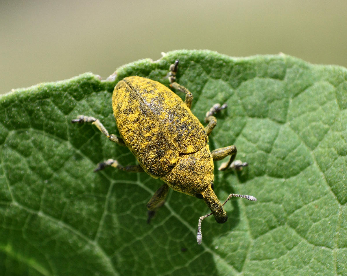 Larinus scolymi